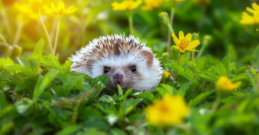 Avoid The Top HEDGEHOGS HAVE CATNIP Mistakes