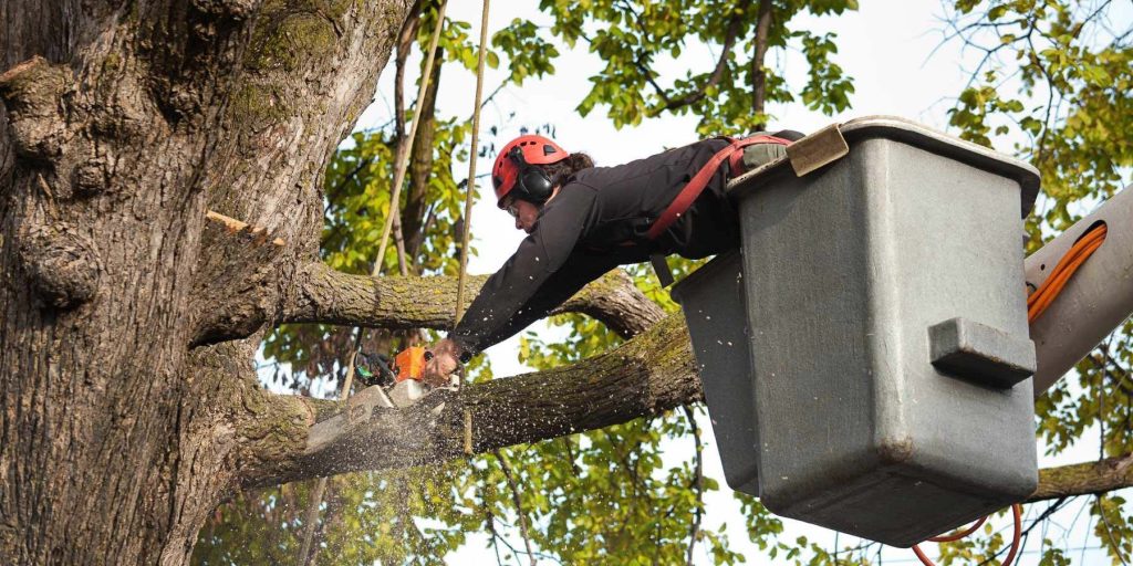 Elevate Your Landscape with Expert Tree Services