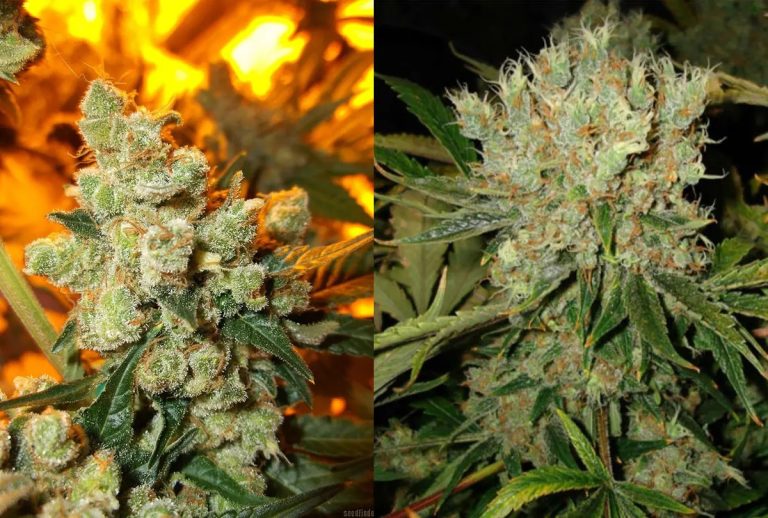 Buy with Confidence Using best thca flower in the usa Expert Rankings