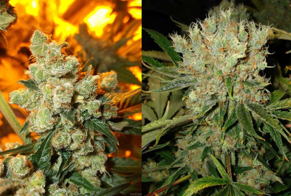 Buy with Confidence Using best thca flower in the usa Expert Rankings
